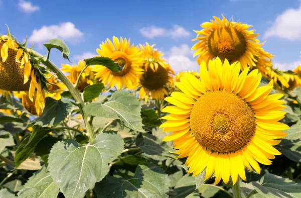 Solros fält under sommarsäsongen — Stockfoto