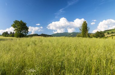 Toskana, İtalya. Kırsal günbatımı manzara. Kırsal meadows, gre
