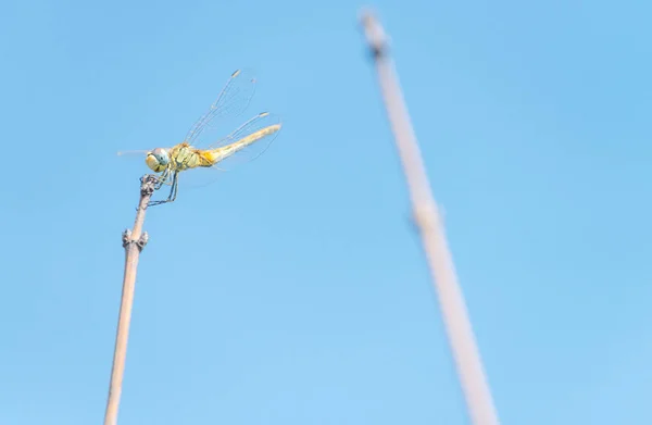 Dragonfly on a branch — Stock Photo, Image