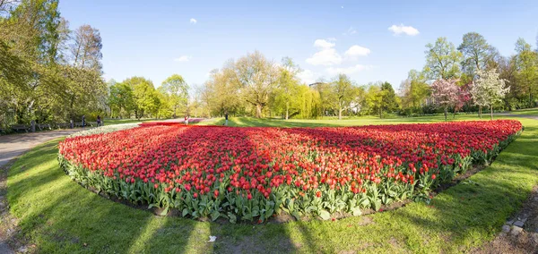 Prado de tulipas em Rotterdam Park, Países Baixos — Fotografia de Stock