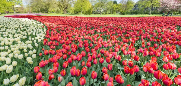 Tulips meadow in Rotterdam Park, The Netherlands — Stock Photo, Image