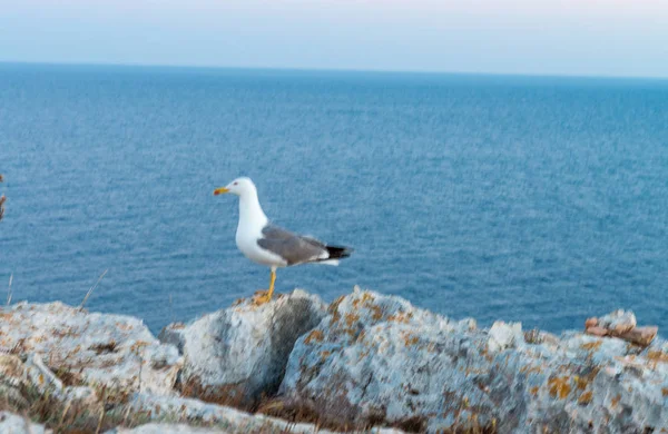 Чайка на скелі з океану фоном, розмитий вигляд — стокове фото