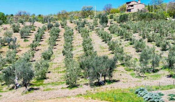 Beautiful spring meadows in Tuscany — Stock Photo, Image