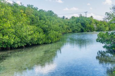 Nehir Mangroves, Küba ile