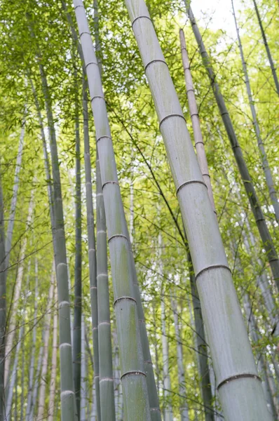 Bambus lesie w Kyoto - Japonia — Zdjęcie stockowe
