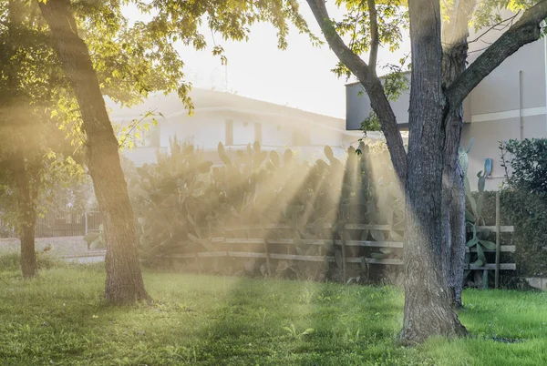 Güneş ışınları süzme yoluyla ağaç dalları — Stok fotoğraf