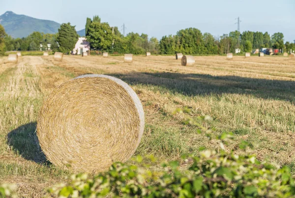 Hay bales in summer season — Stock Photo, Image