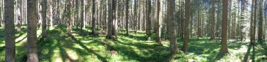 Panoramik manzaralı alpin ormanda yaz