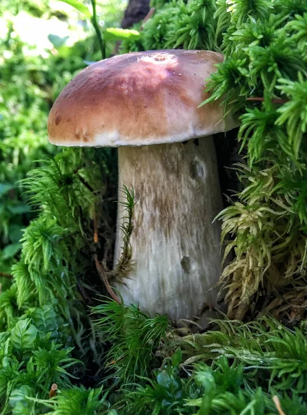 Porcino mantar ormanın üzerinde closeup — Stok fotoğraf