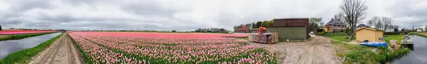 Цветочный парк Кекенхаузен, Голландия — стоковое фото