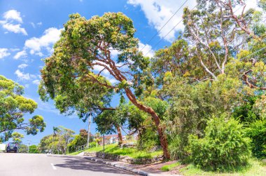 Güzel kırsal Avustralya, yeni Güney Galler