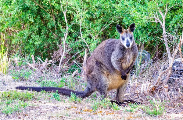 Canguru australiano ao longo da floresta, Austrália — Fotografia de Stock