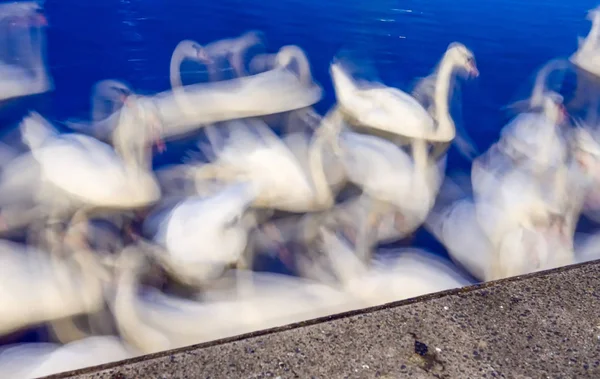 Patrones móviles de cisnes por la noche — Foto de Stock