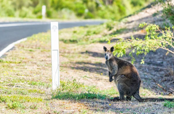 Австралийский кенгуру вдоль леса, Австралия — стоковое фото