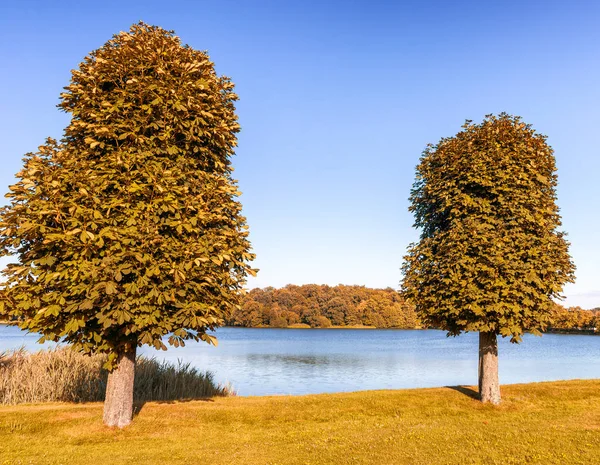 Mooie rij van bomen in een park langs het meer — Stockfoto