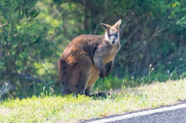 Vista turva do canguru australiano — Fotografia de Stock