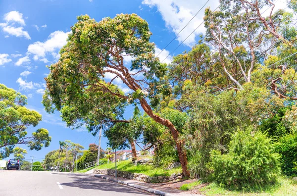 Güzel kırsal Avustralya, yeni Güney Galler