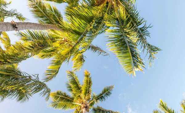 美丽的棕榈树, 天空的景色。度假和热带概念 — 图库照片