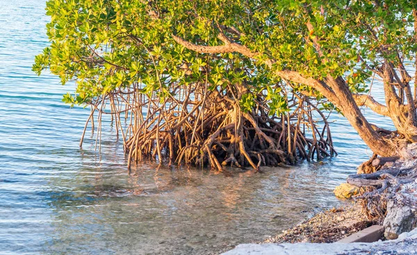 Mangrovie lungo il mare — Foto Stock