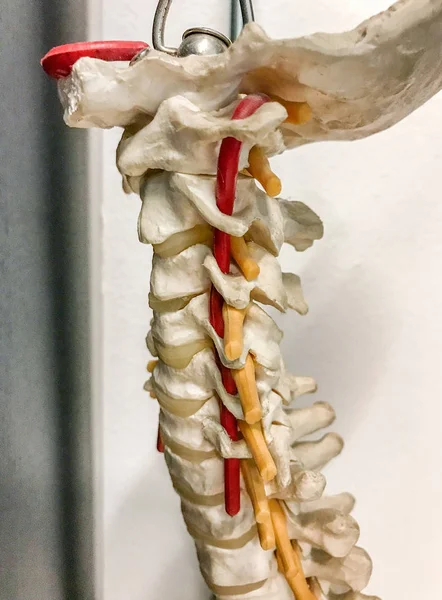 Mänskliga ryggraden modell — Stockfoto