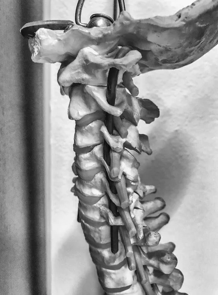 Modelu ludzkiego kręgosłupa — Zdjęcie stockowe