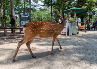 Nara, Japonya - 31 Mayıs 2016: turist geyik çerez için besleme 