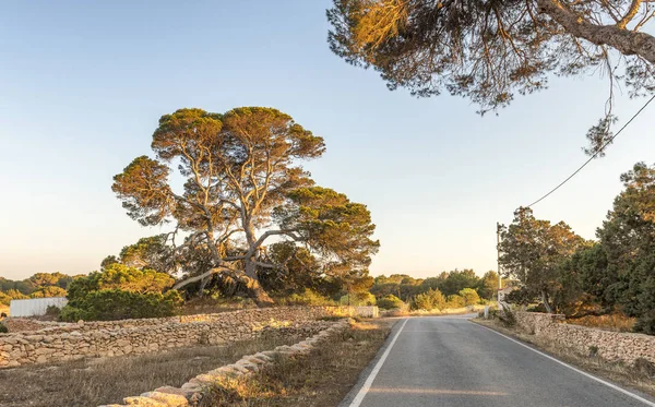 Beautiful island road in europe with pine trees — Stock Photo, Image