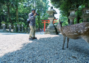 Nara, Japonya - 31 Mayıs 2016: turist geyik çerez için besleme 