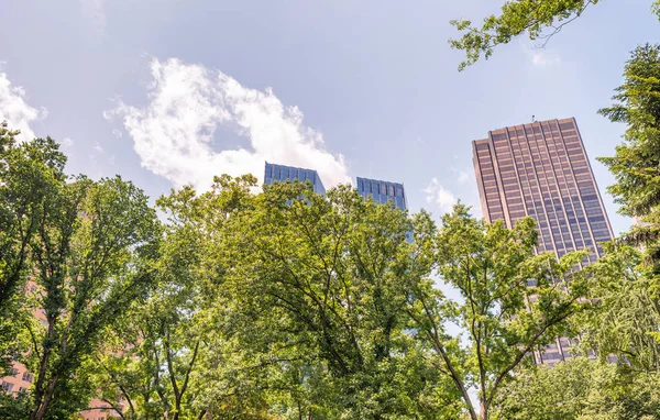 Green trees against skyscrapers — Stock Photo, Image