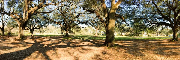 Vista panorámica de la plantación de roble callejón, Louisiana —  Fotos de Stock