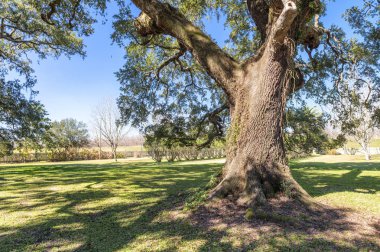 Oak Alley Çiftliğinin güzel ağaçları, Louisiana
