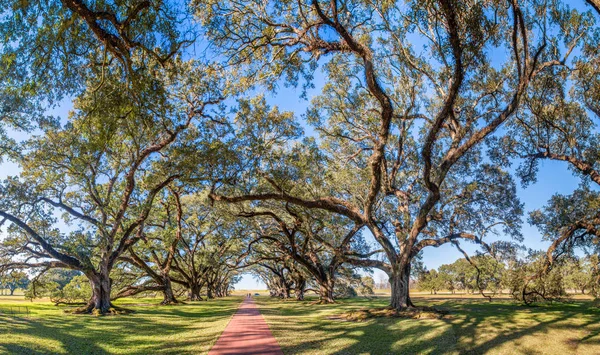 Dubová alej plantáž panoramatický výhled, Louisiana — Stock fotografie