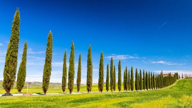 Bahar selvi ile Toskana güzel tepeler