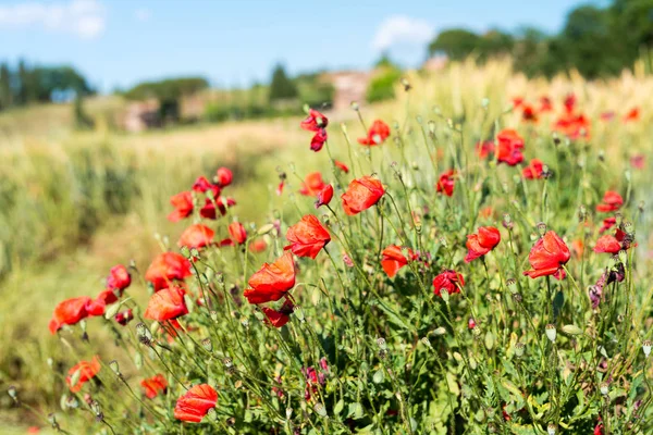 Field of poppies on a beautiful sunny day — Stock Photo, Image