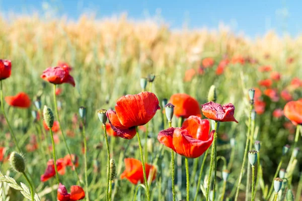 Field of poppies on a beautiful sunny day — Stock Photo, Image