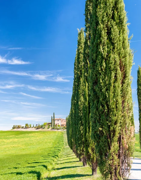 Wunderschöne Hügel der Toskana im Frühling mit Zypressen — Stockfoto