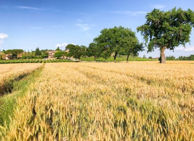 Toskana 'nın ağaçları ve çayırları