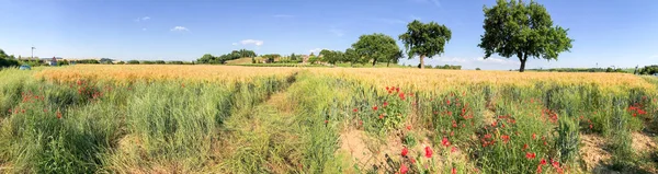 Panoramisch uitzicht van papavers weide, Tuscany — Stockfoto