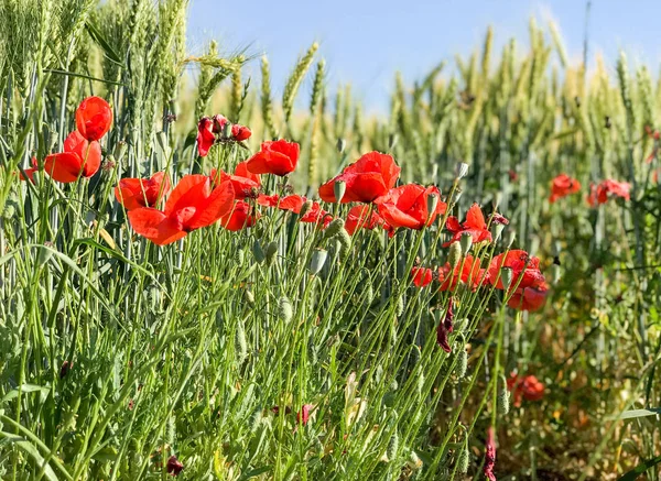 Poppies meadow, Italy — Stock Photo, Image