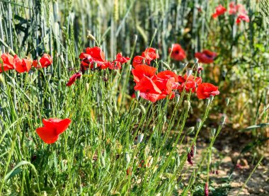 Haşhaş çayır, İtalya