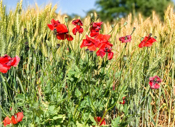 Poppies meadow, Italy — Stock Photo, Image
