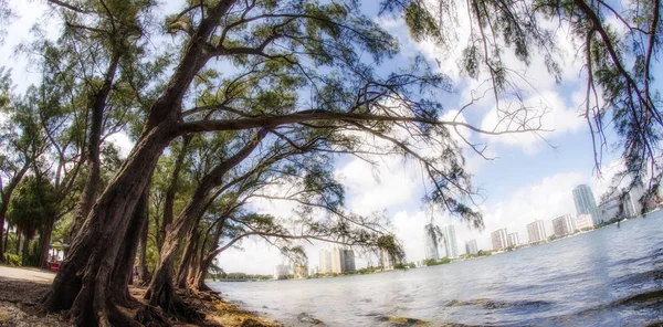 Träd och vegetation i en vacker park — Stockfoto