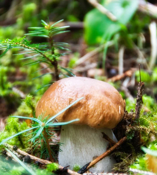 Boletus Mushroom, Dolomites — Stock Photo, Image