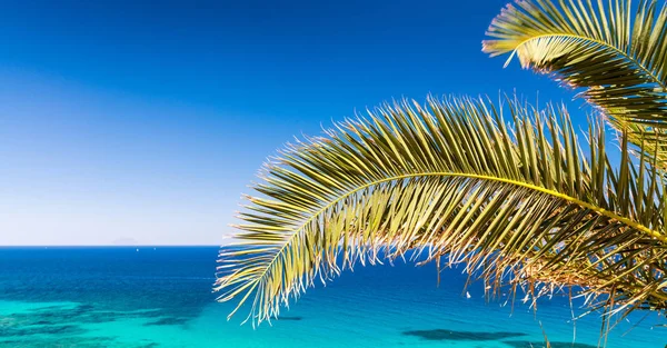 Palm branch against stunning crystal clear sea waters, holiday c — Stock Photo, Image