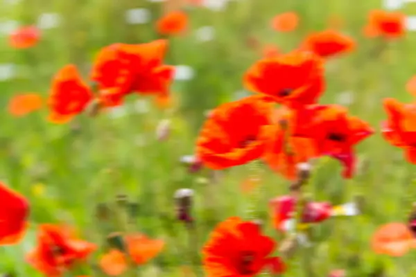 Blurred view of poppies meadow in summer — Stock Photo, Image