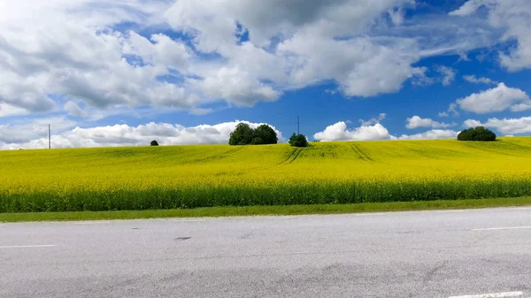 Aerial view of beautiful yellow meadows in open countryside — Stock Photo, Image