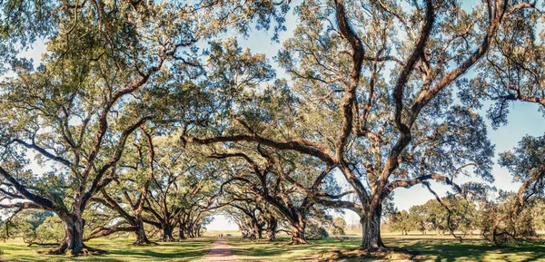 Oak Alley Plantation panoramic view, Louisiana