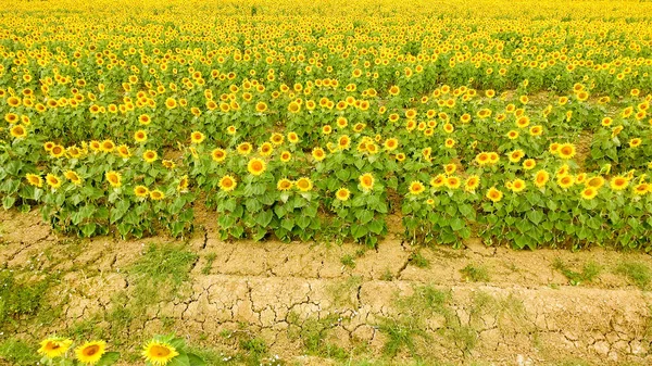 Aerial view of beautiful sunflowers field — Stock Photo, Image