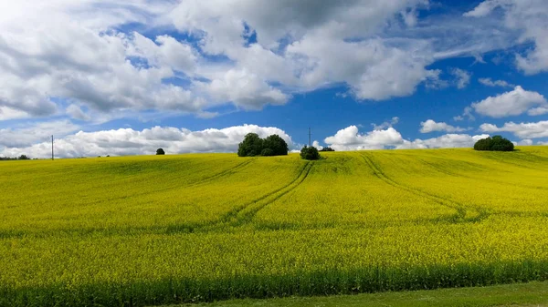 美丽的黄色草地，在空旷的地方鸟瞰图 — 图库照片