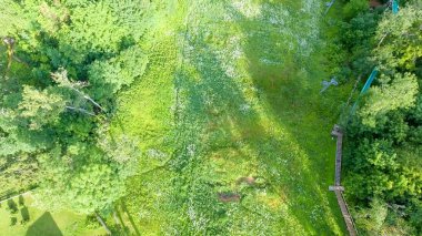 Orman genel gider görünümünü